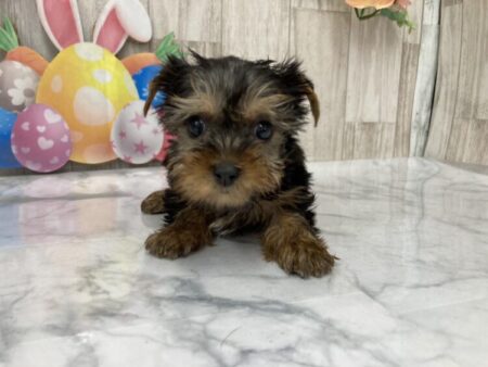 ヨークシャーテリア